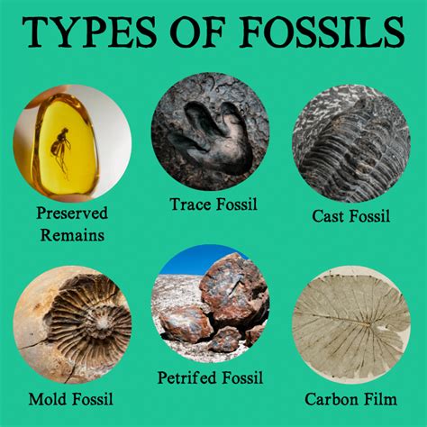 skull fossil vs cover fossil.